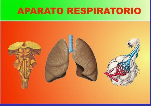 http://www.ceiploreto.es/sugerencias/averroes/manuelperez/udidacticas/udanatomia/respiratorio/entrada/entrada.htm