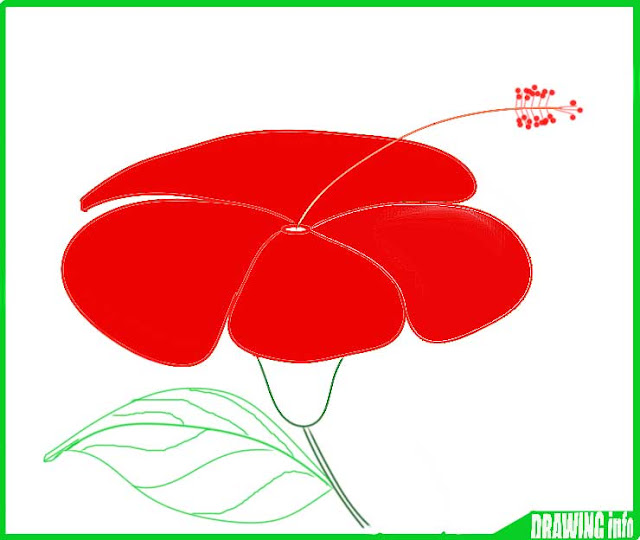 How To Draw A Hibiscus Flower Easy Step By Step With Color