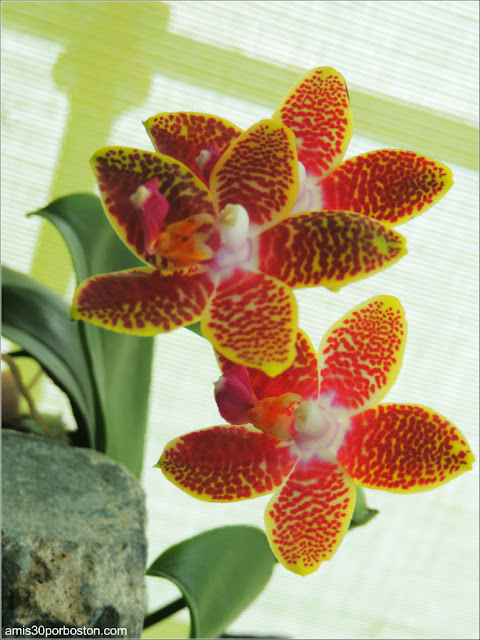 Orquídeas en Jardín Botánico de Montreal