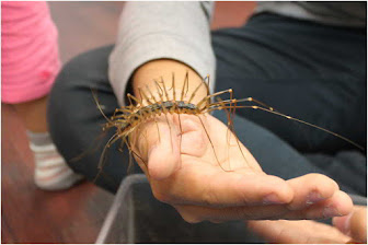 Ciempiés con patas largas