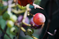 Carl Zeiss Makro-Planar 1:2.8 f=60mm T* AEJ　絞り:F2.8