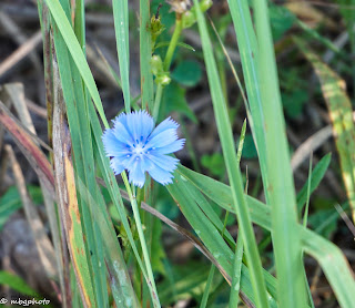 Blue Wildflower