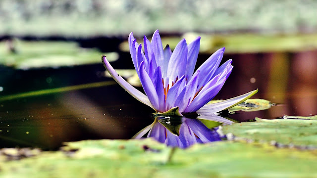 Water Lily HD Wallpaper