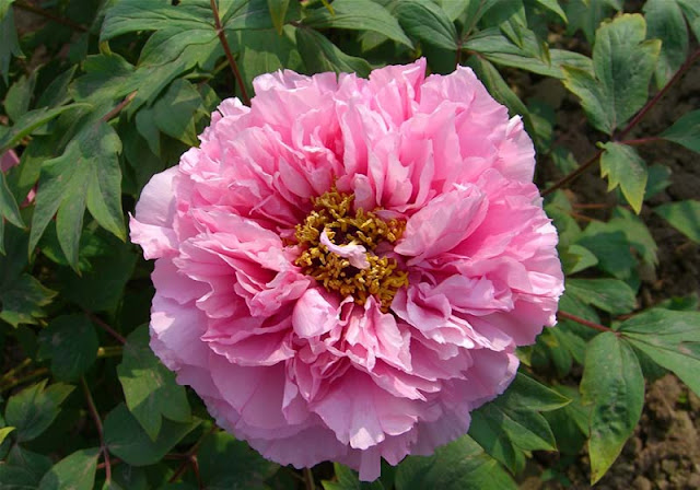 Peony Flowers Pictures