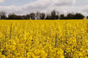 oil seed rape yellow fields in Norfolk