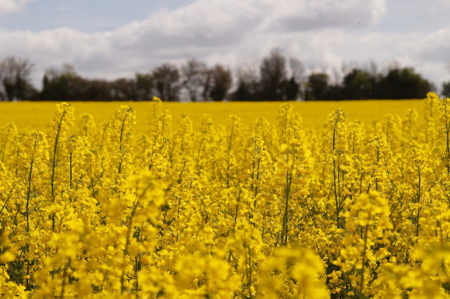 oil seed rape yellow fields in Norfolk