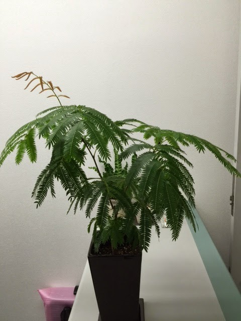 多肉and観葉植物world 3月 16