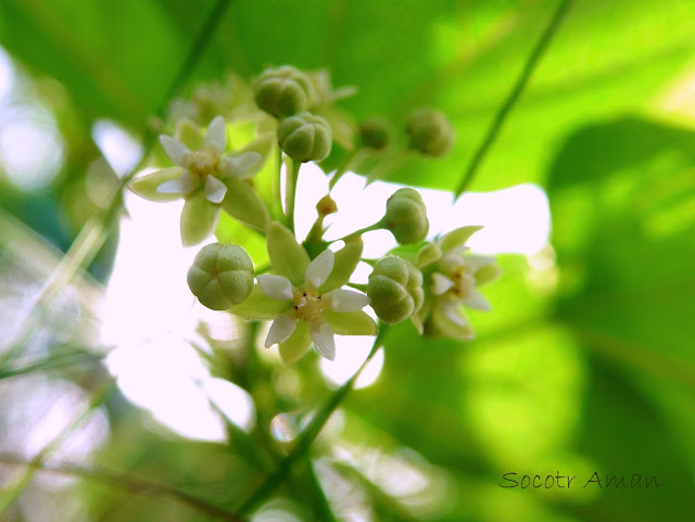 Cynanchum wilfordii