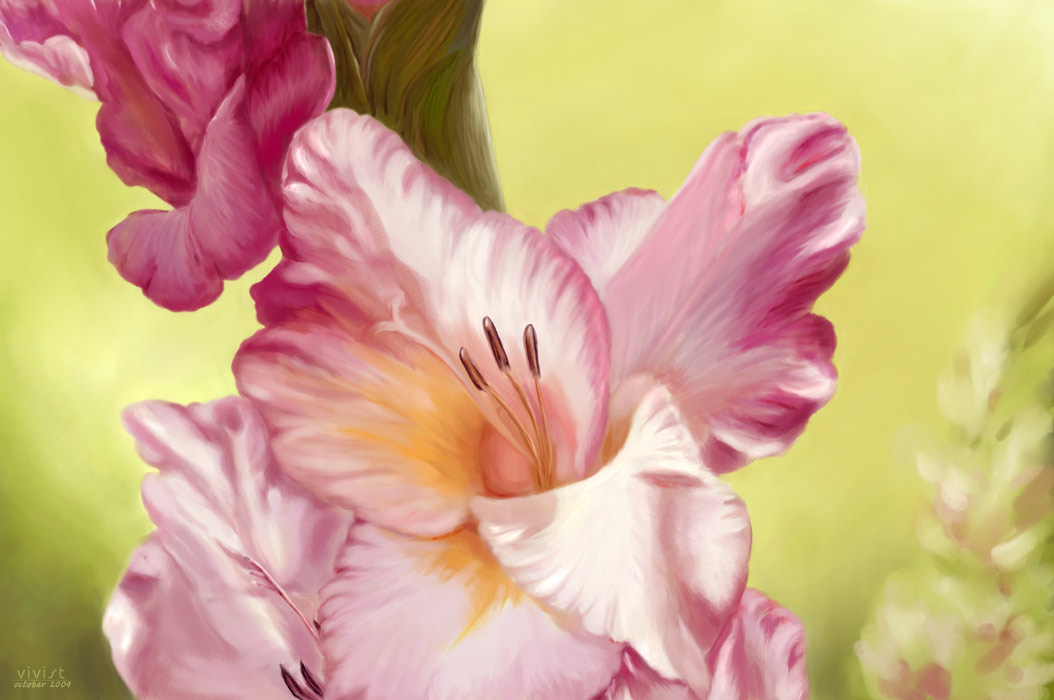 Gladiolus Flower Wallpaper