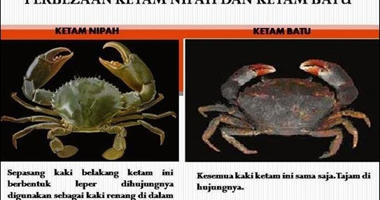 Perbezaan Ketam Nipah Dan Ketam Batu