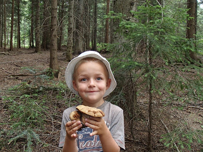 Orawa, Lipnica Wielka, Babia Góra, grzybobranie na Orawie, grzyby sierpniowe, borowik szlachetny, Boletus edulis, borowik górski, Boletus subappendiculatus, maślak żółty, maślak modrzewiowy, Suillus grevillei, płomykowiec galaretowaty, Guepinia helvelloides, borowik ceglastopory, Boletus luridoformis