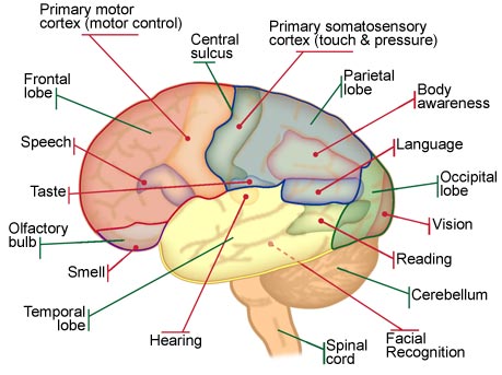 Brian Owens Image: Brain Structure And Functions