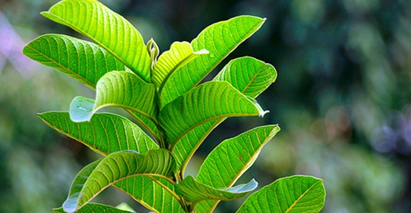 Bermasalah Dengan Rambut Rontok? Yuk Atasi dengan Air Rebusan Daun Jambu!! Begini Caranya..