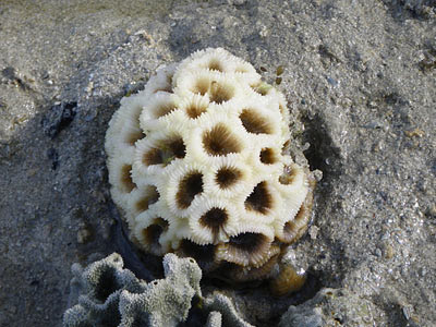 Bleached coral