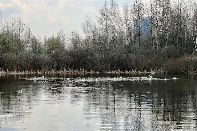 парк «Долгие пруды», Пахомовский пруд
