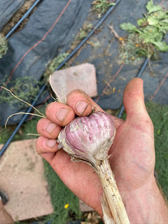 Purple Garlic in Hand