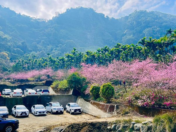 雲林古坑青山坪咖啡農場櫻花村，2公里櫻花廊道免費入園賞花