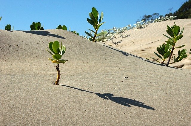 रेगिस्तानी मिट्टी