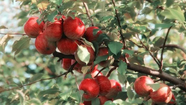 buah apel merah di pohon apel