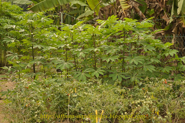 Affnan's Aquaponics: Food Forest - I wish I have one