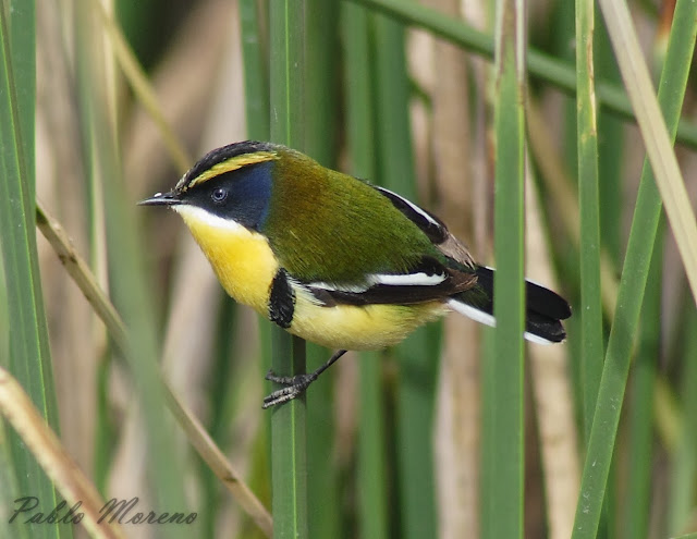 tachuri sietecolores