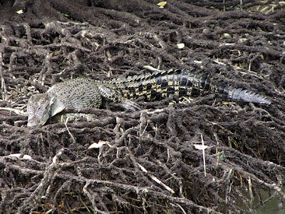 Estuarine Crocodile (Crocodylus porosus)