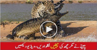 http://www.dunniyanews.com/news/10829/leopard-and-crocodile-fight/
