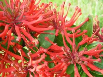 Chilean firebush, Embothrium coccineum