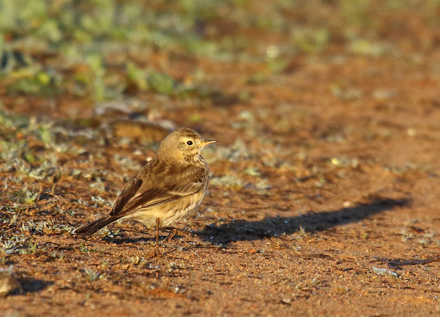 American Pipit