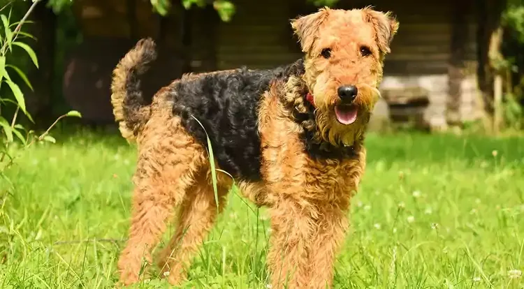 Airedale Terrier Dog Breed