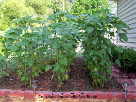 Sunflower Garden at 56 Days ~ JaguarJulie