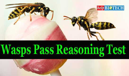 Wasps are the first invertebrates to Pass Reasoning Test