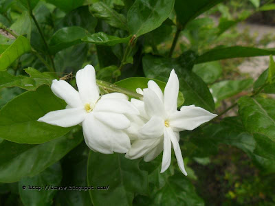 Beli, Arabian jasmine, Jasminum sambac