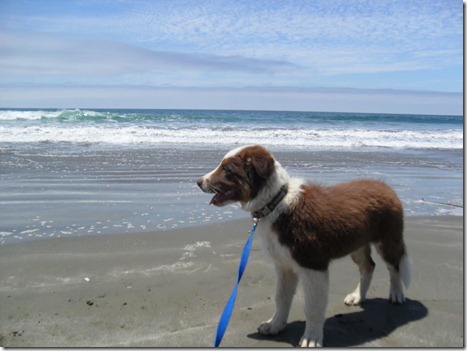 pups4