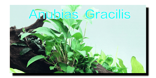Jenis-jenis Tanaman Aquascape Anubias