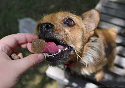 Jada and freeze-dried beef, potatoes, carrots, and celery pawtreats pawtree dog treats