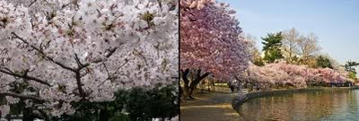  Sakura in Japan