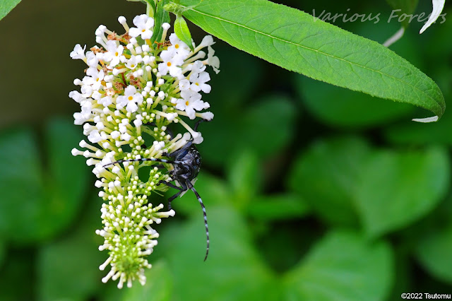 white-spotted longhorned beetle