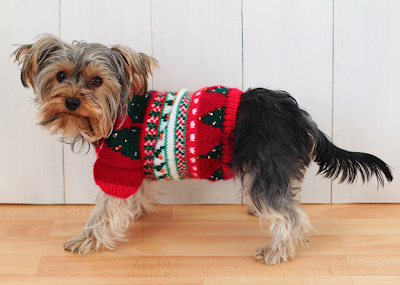 Milú luciendo su jersey de Navidad