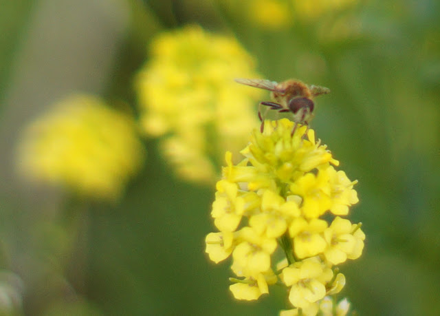 Bees on yellow bush