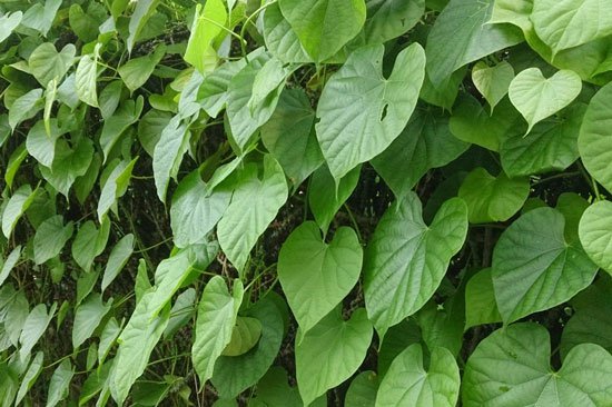 Manfaat Dan Khasiat Brotowali Dari Akar Sampai Daun Manfaat Dan Khasiat Brotowali Dari Akar Sampai Daun