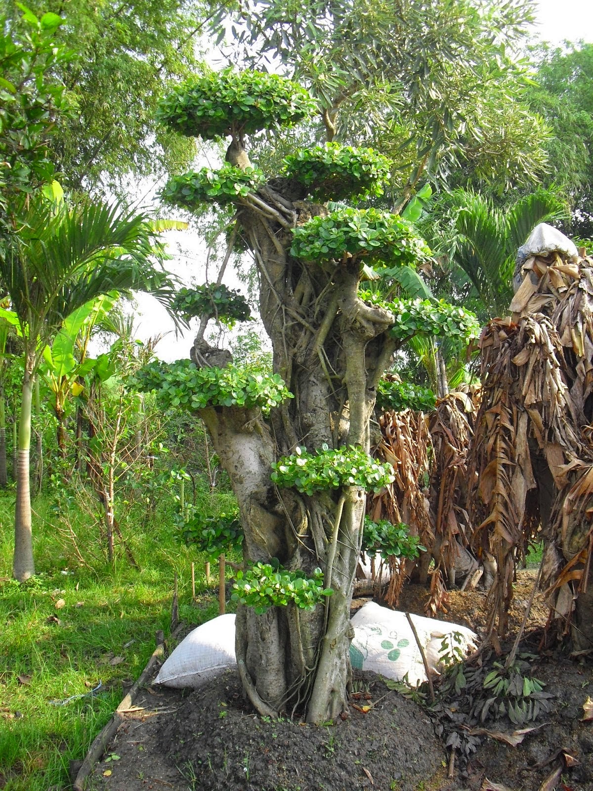 Bonsai Beringin Korea Murah Jual Pohon Bonsai Beringin 