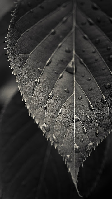 Leaf Macro Wallpaper iPhone 6