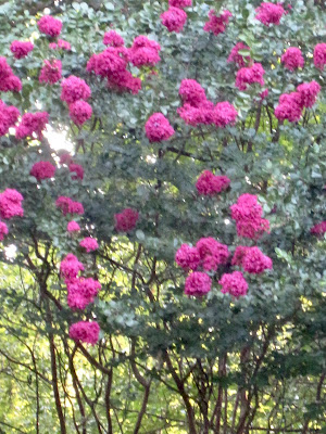 Crape Myrtle