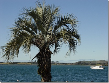 butia capitata tanetahi