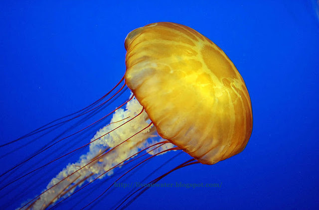 One of the most beautiful Jellyfish