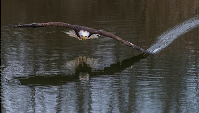 Eagles are returning to nesting areas across America.