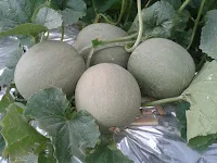 jual benih, bibit melon, melon Amanda Tavi F1, manfaat buah melon, toko pertanian, toko onine, lmga agro