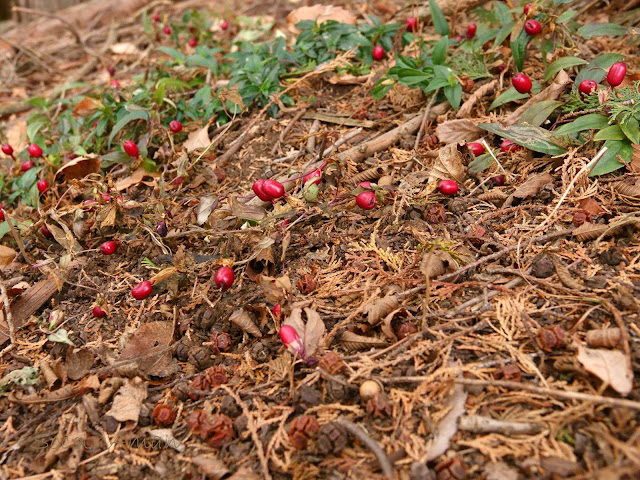 Tripterospermum japonicum