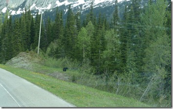 Black Bear